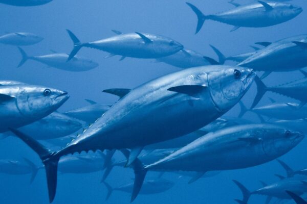 Il tonno: quattro varietà principali